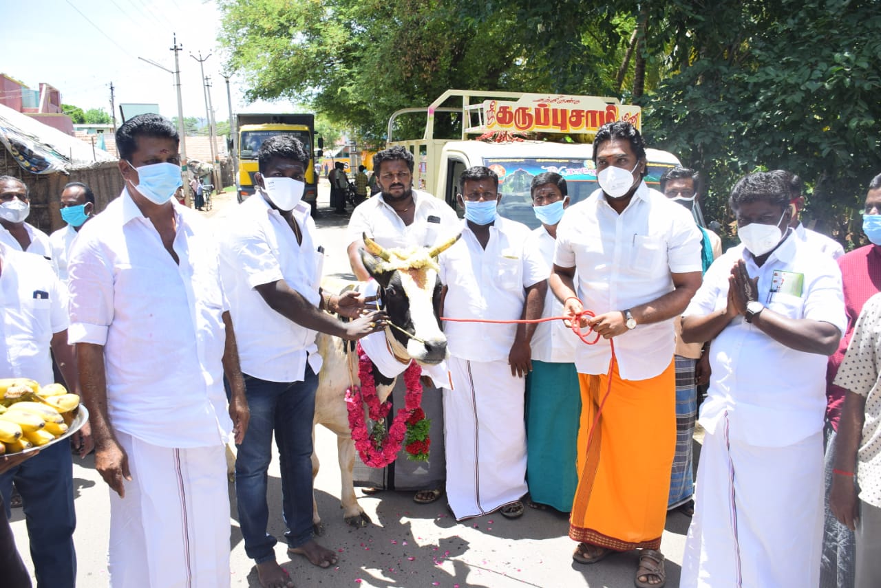 காளையின் பாசப்போராட்டம்